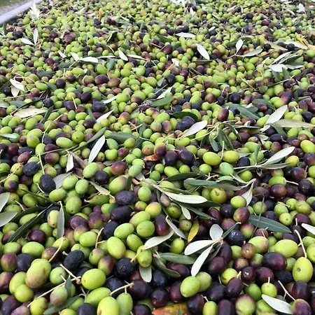 Podere Ghiole Bauernhof *